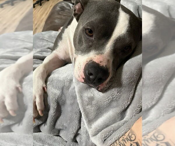 Medium Photo #4 American Staffordshire Terrier-Unknown Mix Puppy For Sale in Lake Forest, CA, USA