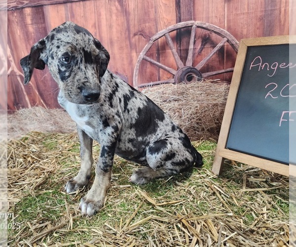 Medium Photo #4 Catahoula Leopard Dog Puppy For Sale in CUMBY, TX, USA