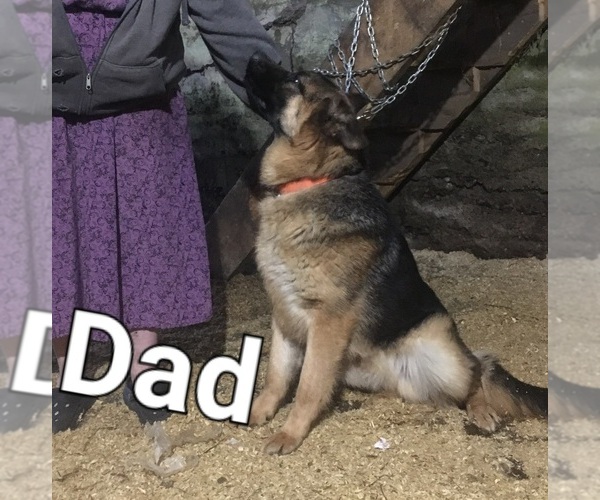 Medium Photo #1 German Shepherd Dog Puppy For Sale in GREENWOOD, WI, USA