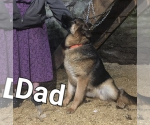 Father of the German Shepherd Dog puppies born on 03/15/2026