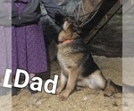 Small Photo #1 German Shepherd Dog Puppy For Sale in GREENWOOD, WI, USA