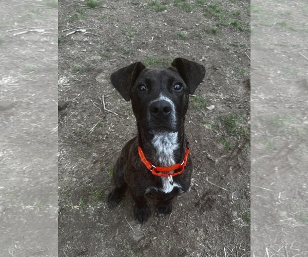 Medium Photo #4 Mountain Cur-Unknown Mix Puppy For Sale in Westwood, NJ, USA