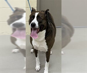 Mutt Dogs for adoption in Sanford, FL, USA