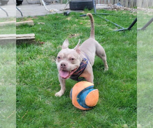 Medium Photo #11 American Bulldog-Unknown Mix Puppy For Sale in Brights Grove, Ontario, Canada