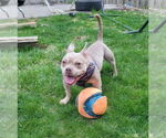 Small #10 American Bulldog Mix