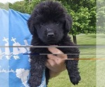 Small Newfoundland