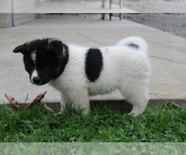Medium Photo #4 Akita Puppy For Sale in FRESNO, OH, USA