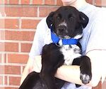 Small Border Collie Mix