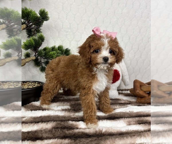 Medium Photo #6 Cavapoo (Miniature) Puppy For Sale in FRANKLIN, IN, USA