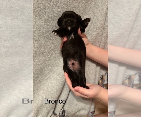 Medium Photo #3 Shih Apso Puppy For Sale in SCOTTSDALE, AZ, USA