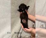 Small #1 Shih Apso
