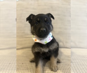 German Shepherd Dog Puppy for sale in EMPORIA, KS, USA
