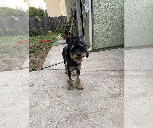 Medium Photo #2 Golden Retriever-Unknown Mix Puppy For Sale in Woodland, CA, USA