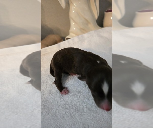 Medium Photo #12 Miniature Australian Shepherd Puppy For Sale in MOUNT JULIET, TN, USA