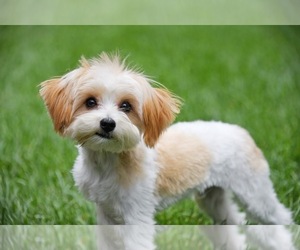 Mutt Dogs for adoption in Sandy, UT, USA