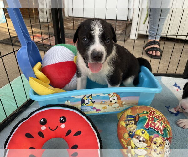 Medium Photo #2 Great Pyrenees Puppy For Sale in Spring, TX, USA