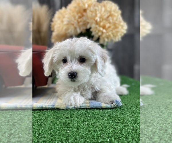 Medium Photo #5 Biton Puppy For Sale in CANOGA, NY, USA