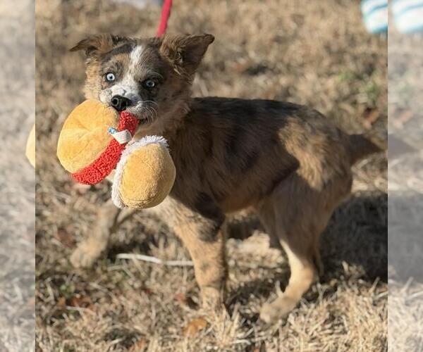 Medium Photo #2 Border-Aussie Puppy For Sale in Yardley, PA, USA
