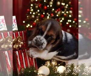 Basset Hound Puppy for sale in SALEM, WV, USA