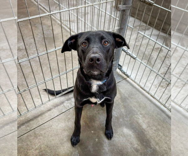Medium Photo #2 Labrador Retriever-Unknown Mix Puppy For Sale in San Diego, CA, USA
