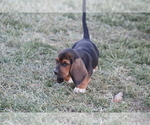 Small Photo #15 Basset Hound Puppy For Sale in MEMPHIS, MO, USA