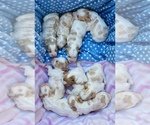 Small Photo #2 Poodle (Miniature) Puppy For Sale in SPRING BRANCH, TX, USA