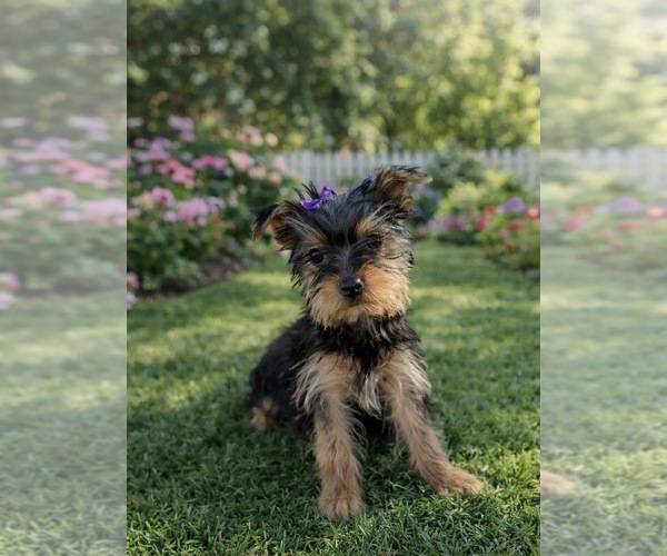 Medium Photo #1 Yorkshire Terrier Puppy For Sale in HESPERIA, CA, USA