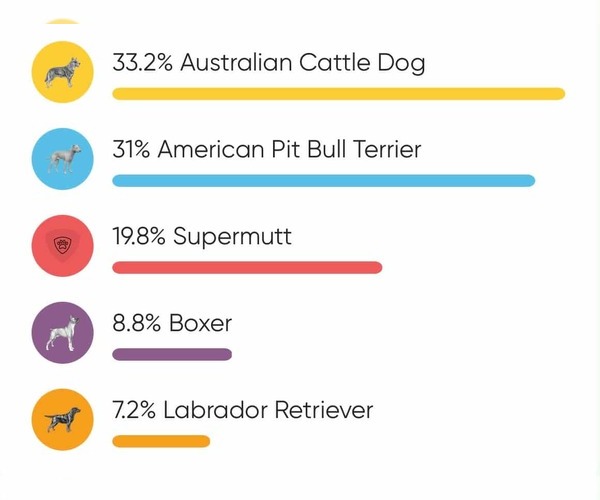 Medium Photo #24 American Pit Bull Terrier-Unknown Mix Puppy For Sale in Germantown, OH, USA