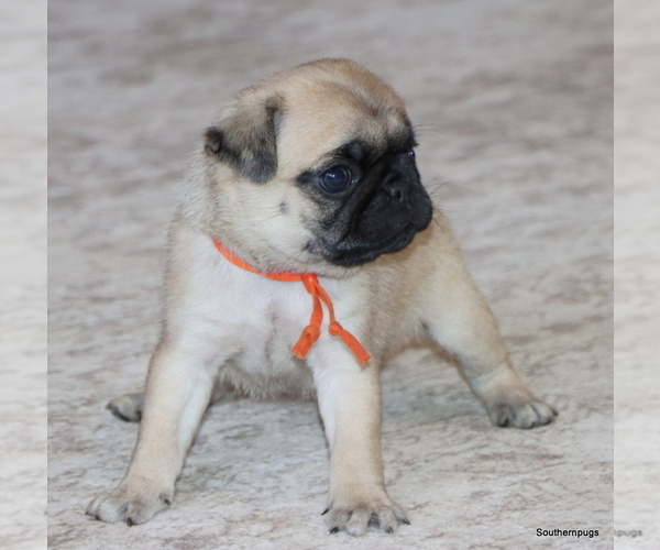 Medium Photo #4 Pug Puppy For Sale in WINNSBORO, TX, USA