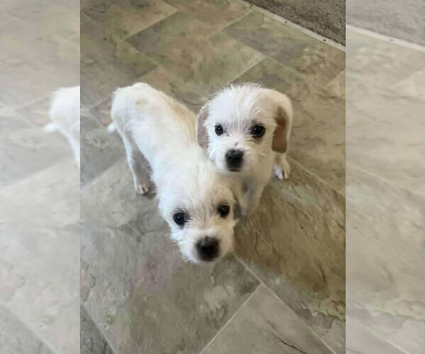 Medium Photo #2 Mutt Puppy For Sale in Bellevue, WA, USA