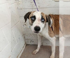 Beagle-Siberian Husky Mix Dogs for adoption in San Bernardino, CA, USA