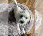 Small #4 Cairn Terrier Mix