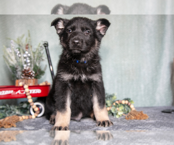 Medium Photo #13 German Shepherd Dog Puppy For Sale in NAPPANEE, IN, USA