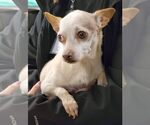 Small #5 Chiweenie