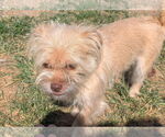 Small #1 Mutt