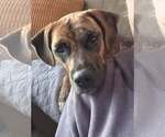 Small #5 Boxer Mix