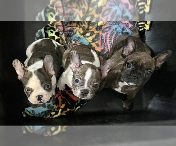 Medium Photo #1 French Bulldog Puppy For Sale in BEAUMONT, TX, USA