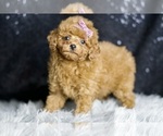 Small Photo #65 Poodle (Miniature) Puppy For Sale in WARSAW, IN, USA