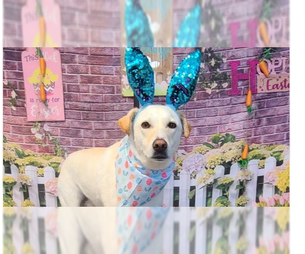 Medium Photo #9 Labrador Retriever-Unknown Mix Puppy For Sale in New York, NY, USA