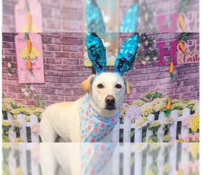 George (TX) - Male Labrador Retriever-Unknown Mix Dog for Adoption - Photo #9