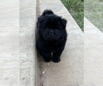 Small Photo #13 Chow Chow Puppy For Sale in LA SIERRA, CA, USA