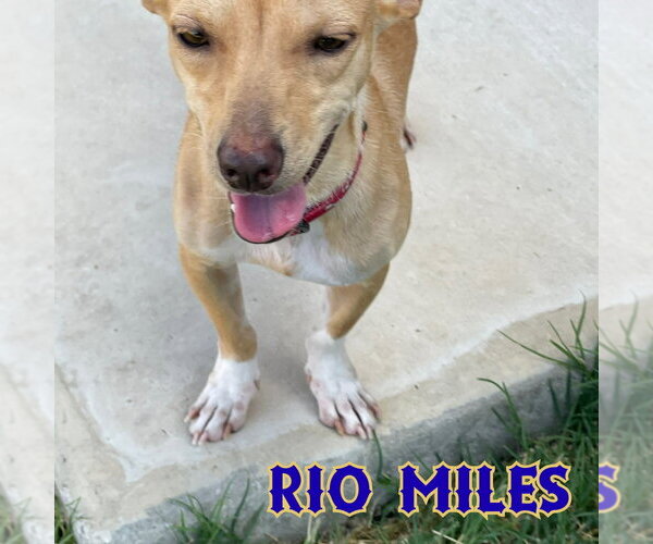 Medium Photo #22 Dachshund-Unknown Mix Puppy For Sale in San Antonio, TX, USA