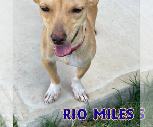 Rio Miles - Male Dachshund-Unknown Mix Dog for Adoption - Photo #22