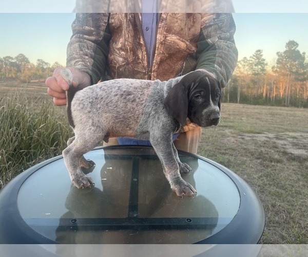 Medium Photo #10 German Shorthaired Pointer Puppy For Sale in LUCEDALE, MS, USA