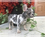 Small Photo #7 French Bulldog Puppy For Sale in MILLERSBURG, OH, USA
