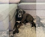 Small Photo #3 Huskies -Labrador Retriever Mix Puppy For Sale in Woodbury, NY, USA