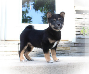 Shiba Inu Puppy for sale in CANTON, SD, USA