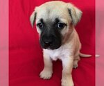 Small Photo #1 Pug-Unknown Mix Puppy For Sale in San Diego, CA, USA