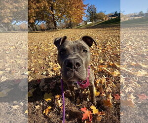 American Staffordshire Terrier-Boxer Mix Dogs for adoption in Princeton, MN, USA