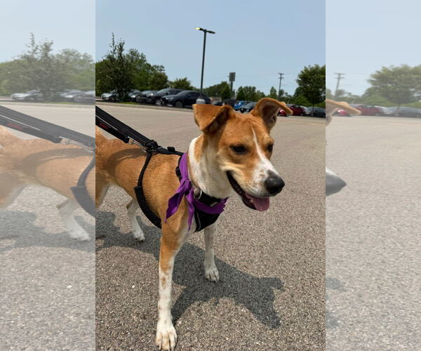 Medium Photo #8 Mutt Puppy For Sale in Germantown, OH, USA